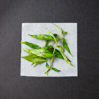 Vietnamese mint